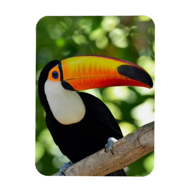 Toucan Magnet (Vertical)