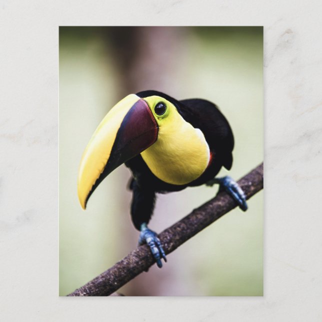 Toucan of Costa Rica Postcard (Front)