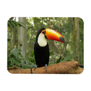 Toucan on tree branch magnet
