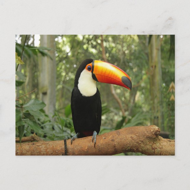 Toucan on tree branch postcard (Front)