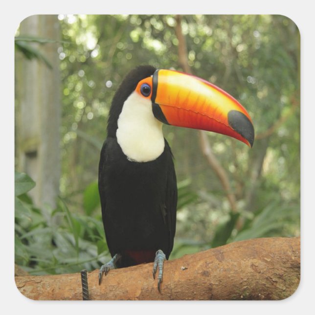 Toucan on tree branch square sticker (Front)