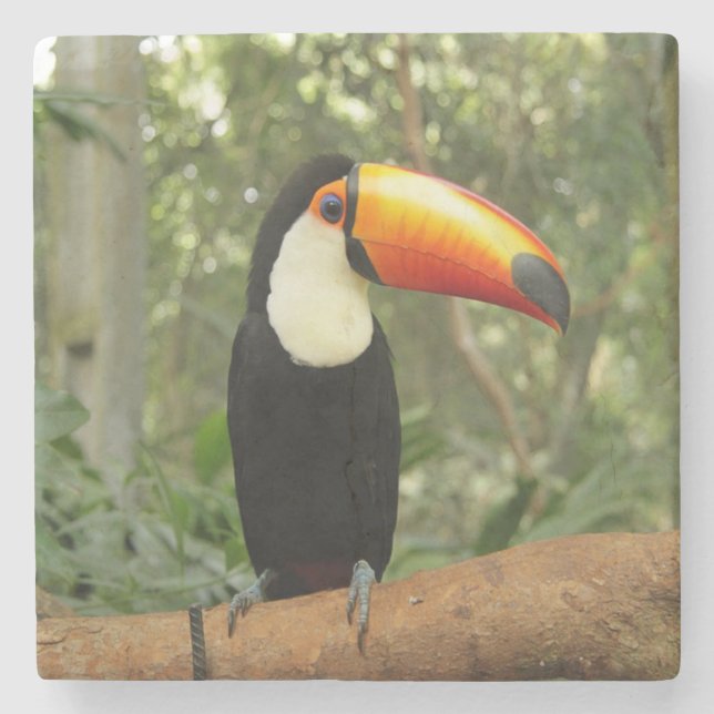 Toucan on tree branch stone coaster (Front)