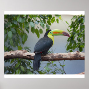 Toucan Photo Poster