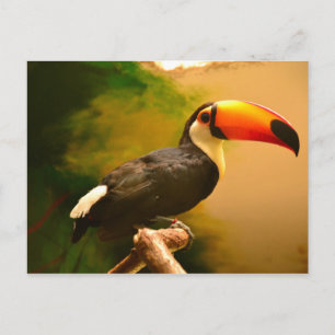 Toucan Postcard