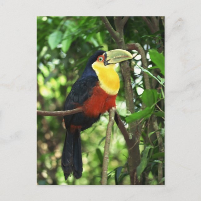 Toucan Postcard (Front)