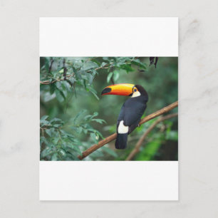 Toucan Postcard