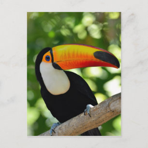 Toucan Postcard