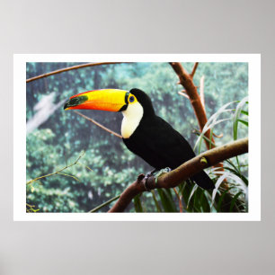 Toucan Poster