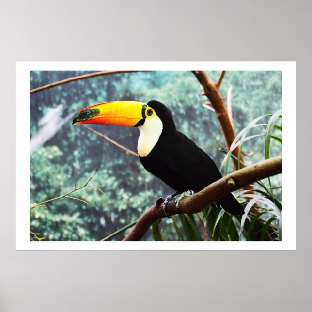 Toucan Poster (Front)