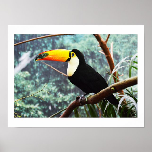 Toucan Poster (Front)