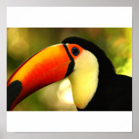 toucan