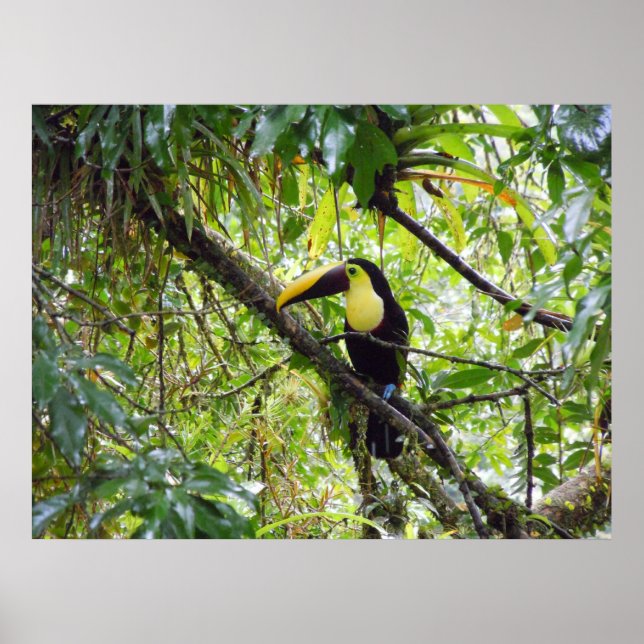 Toucan Poster (Front)