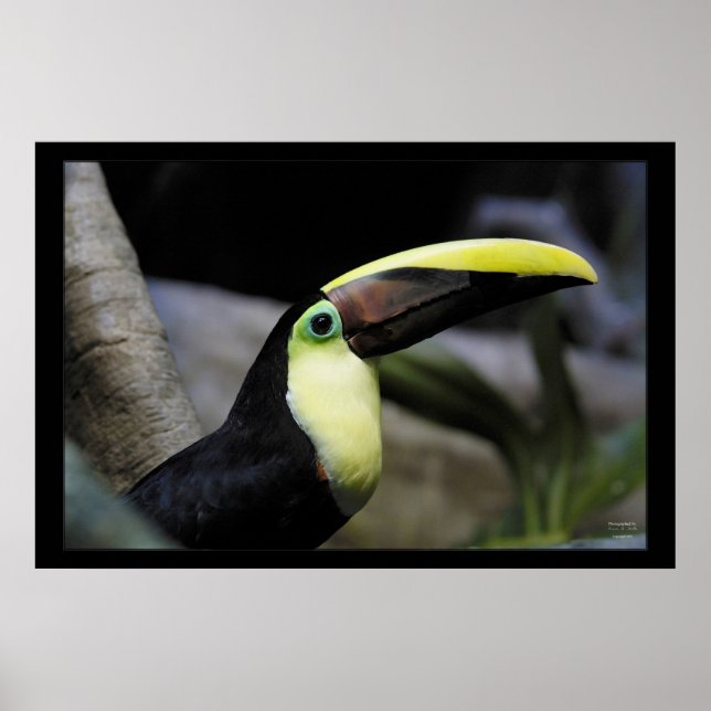 Toucan Poster (Front)