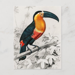 Toucan Ramphastos Illustration Vintage Art Print Postcard