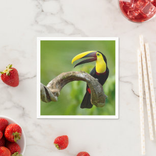 Toucan sitting on the branch in the forest napkin