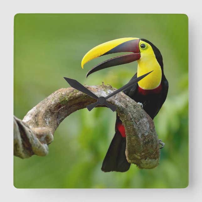 Toucan sitting on the branch in the forest square wall clock (Front)