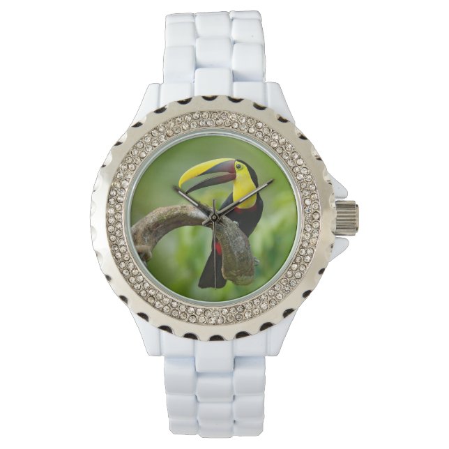 Toucan sitting on the branch in the forest watch (Front)