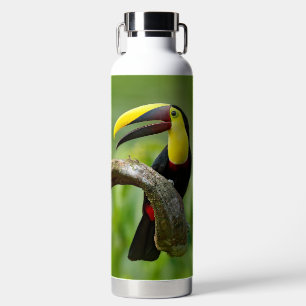 Toucan sitting on the branch in the forest water bottle