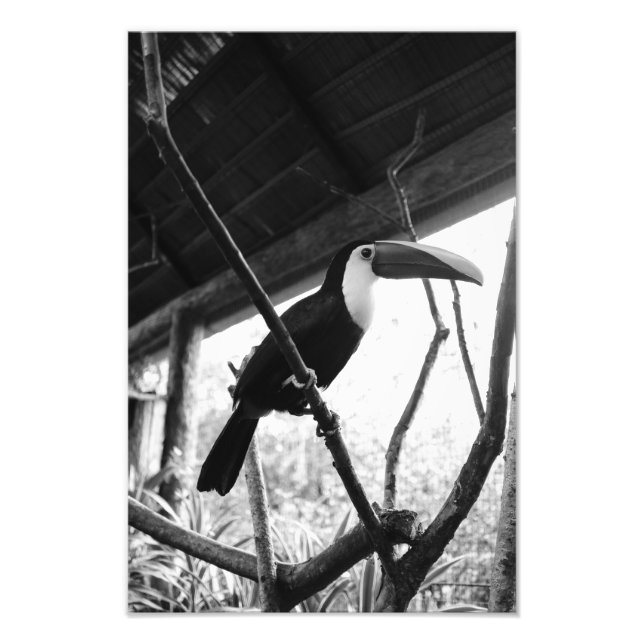 Toucan's Post (B&W) Photo Print (Front)