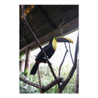 Toucan's Post Photo Print