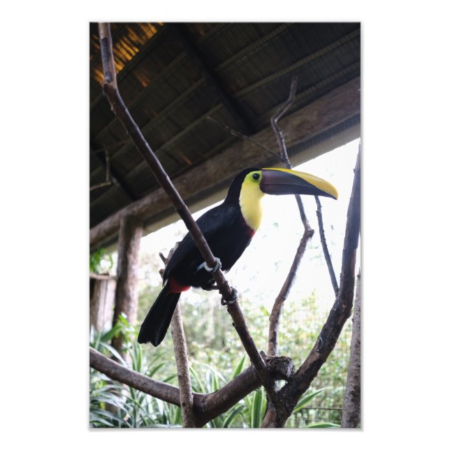 Toucan's Post Photo Print (Front)