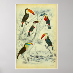 Toucans - Vintage Print