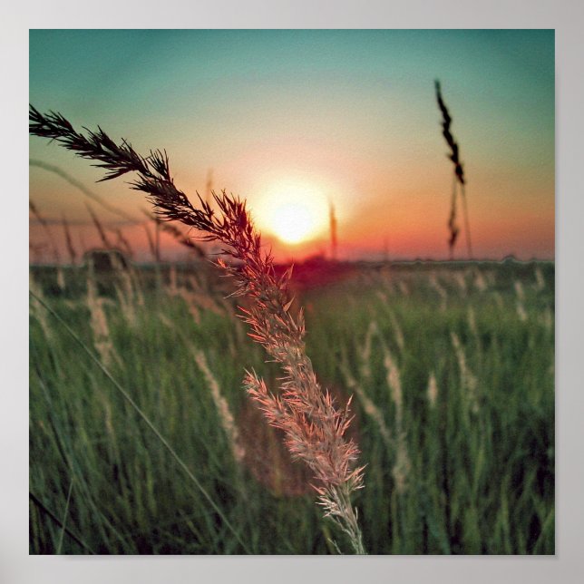 Touch of Magic  Dust From Oz 16 Poster (Front)