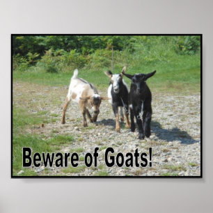 Tough Nigerian Dwarf Goats Poster
