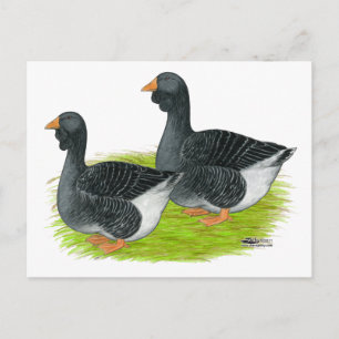 Toulouse Dewlap Geese Postcard