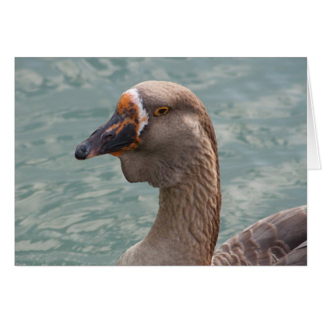 Toulouse Goose (Front Horizontal)