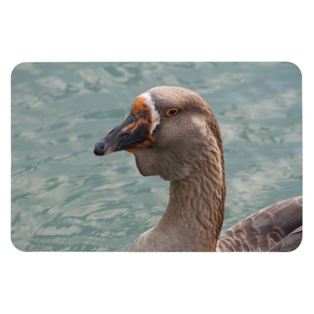 Toulouse Goose Magnet (Horizontal)