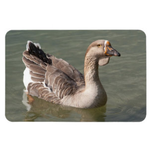 Toulouse Goose Magnet