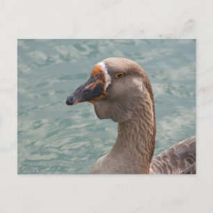 Toulouse Goose Postcard