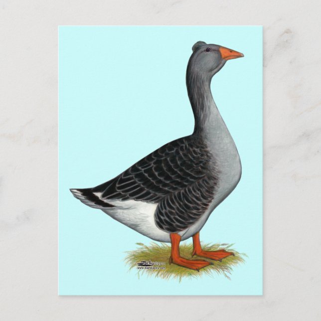 Toulouse Goose Tufted Postcard (Front)
