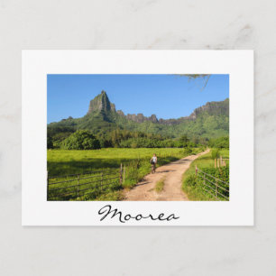 Tourist cycling on tropical Moorea white postcard