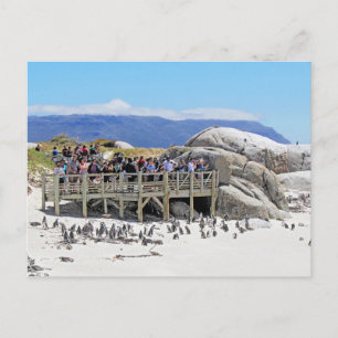 Tourists at Boulders Beach looking at penguins Postcard