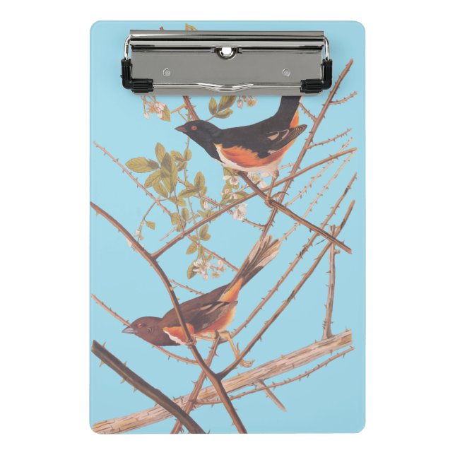 Towee Bunting Audubon Black and Orange Song Birds Mini Clipboard (Front)