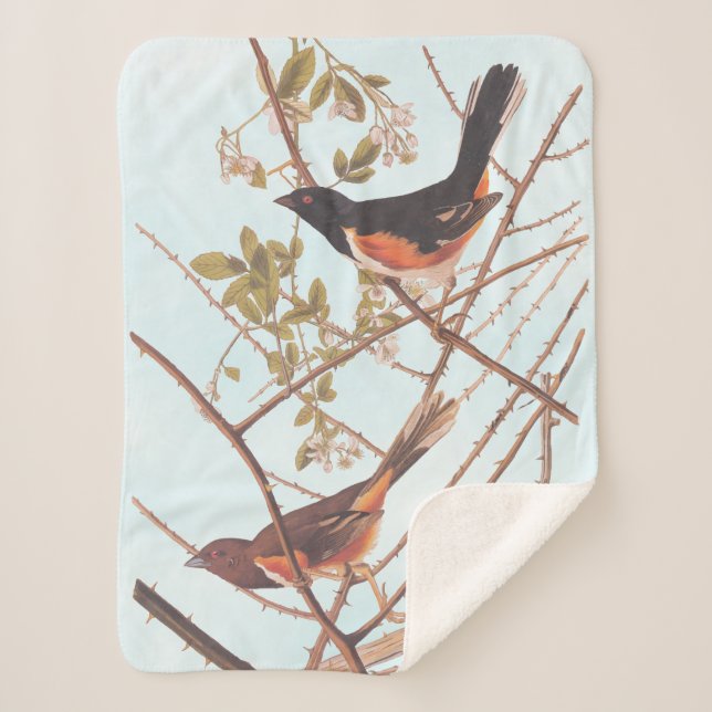 Towee Bunting Audubon Black and Orange Song Birds Sherpa Blanket (Front)