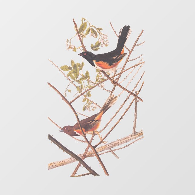 Towee Bunting Audubon Black and Orange Song Birds Window Cling (Sheet)