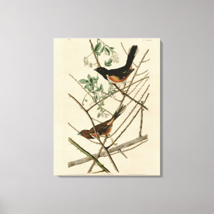 Towee Bunting (Eastern Towee) from Audubon's Birds Canvas Print