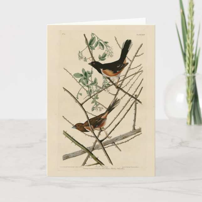 Towee Bunting (Eastern Towee) from Audubon's Birds Card (Front)