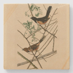 Towee Bunting (Eastern Towee) from Audubon's Birds Stone Coaster