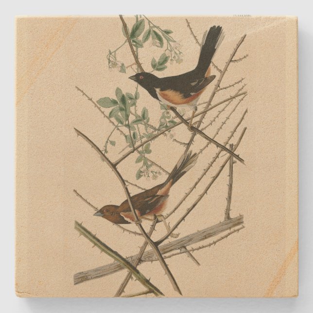 Towee Bunting (Eastern Towee) from Audubon's Birds Stone Coaster (Front)