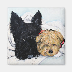 Toweling Off! Scottie and Yorkie Buddies Magnet