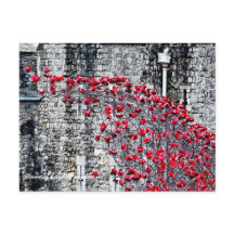 Tower of London Poppies