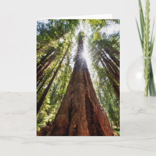 Towering Redwoods Card