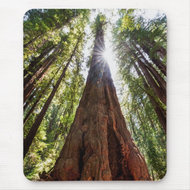 Towering Redwoods Mouse Mat (Front)