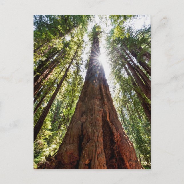 Towering Redwoods Postcard (Front)