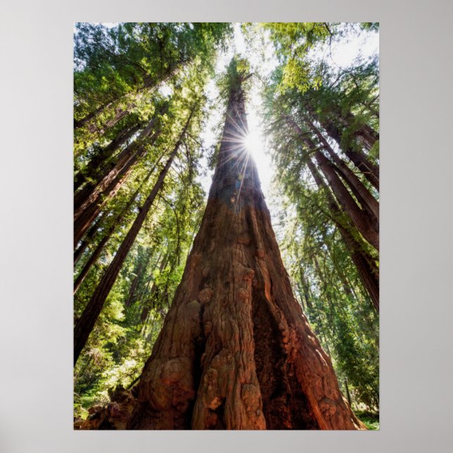 Towering Redwoods Poster (Front)