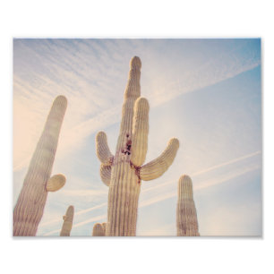 Towering Saguaro Cacti   Photo Print